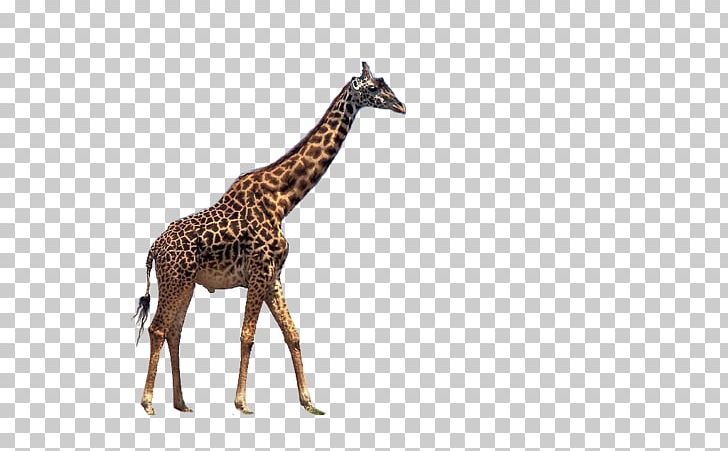 Reticulated Giraffe Drawing Color PNG, Clipart, Animal, Animals, Brown, Color, Colored Pencil Free PNG Download