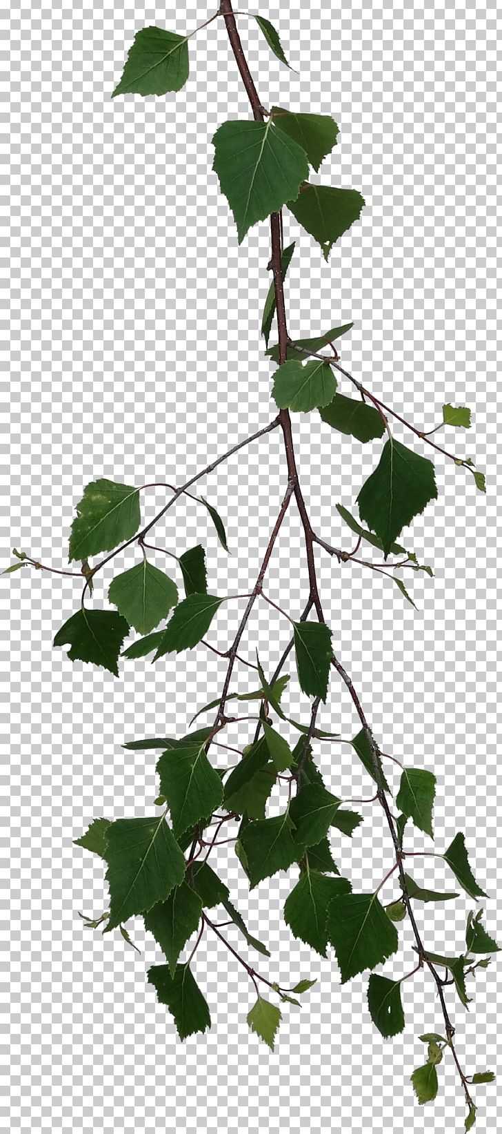 Silver Birch Paper Birch Branch Leaf Tree PNG, Clipart, Birch, Birch Branch, Branch, Fir, Firtree Free PNG Download