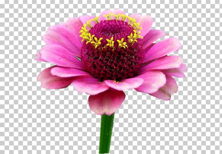 Transvaal Daisy Garden Cosmos Cut Flowers Chrysanthemum Pink M PNG, Clipart, Annual Plant, Bahar, Bahar Cicekleri, Chrysanthemum, Chrysanths Free PNG Download