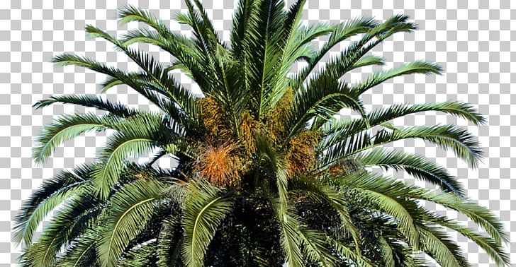Arecaceae Canary Island Date Palm Tree PNG, Clipart, Architectural Rendering, Arecaceae, Arecales, Areca Palm, Canary Free PNG Download