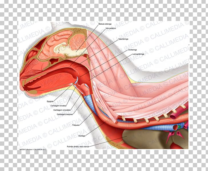 Atlas Occipital Bone Ligament Axis PNG, Clipart, Arm, Atlantoaxial Joint, Atlantooccipital Joint, Atlas, Axis Free PNG Download
