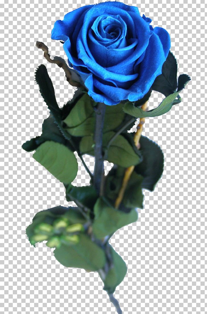 Blue Rose Garden Roses Centifolia Roses Cut Flowers PNG, Clipart, Blue, Blue Rose, Centifolia Roses, Cook, Cut Flowers Free PNG Download