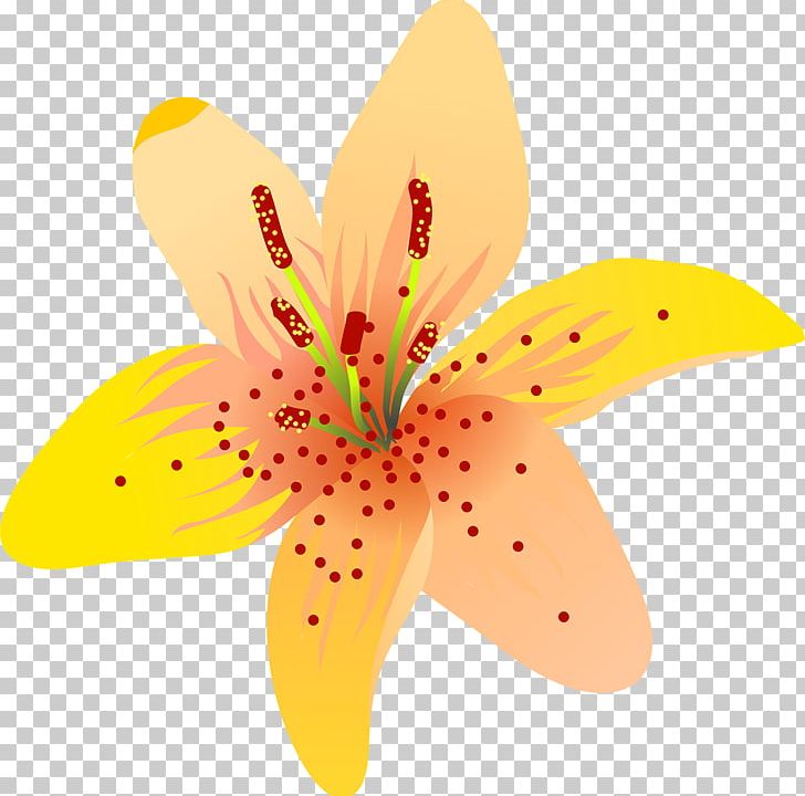 Flowering Plant Petal Flowering Plant Close-up PNG, Clipart, Closeup, Flower, Flowering Plant, Lily, Lily M Free PNG Download