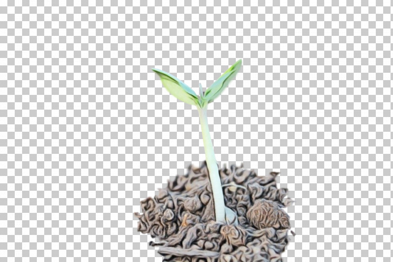 Plant Flower Flowerpot Plant Stem Vegetarian Food PNG, Clipart, Flower, Flowerpot, Paint, Perennial Plant, Plant Free PNG Download