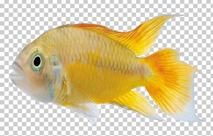 Carassius Auratus Marine Biology Tropical Fish PNG, Clipart, Animals, Aquarium, Bony Fish, Color, Coral Reef Fish Free PNG Download