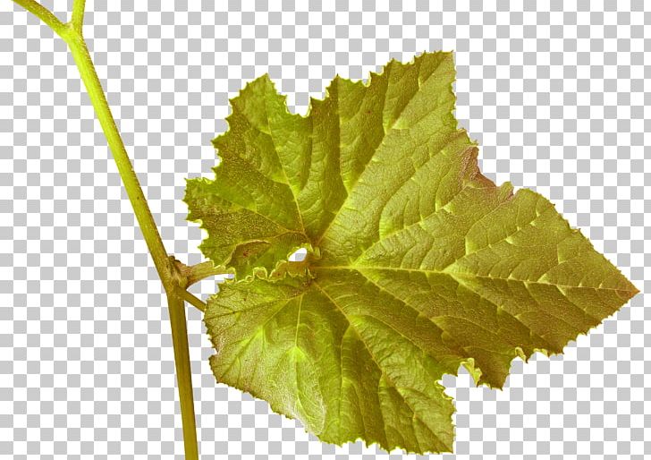 Grapevines Wine Grape Leaves Plant Leaves PNG, Clipart, Autumn, Come, Food Drinks, Fruit, Grape Free PNG Download