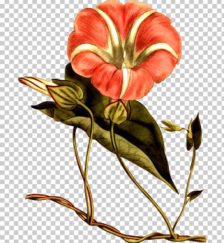 The Botanical Magazine Floral Design Bindweeds Hedge Bindweed Flower PNG, Clipart, Art, Botanical Magazine, Cut Flowers, Floral Design, Floristry Free PNG Download