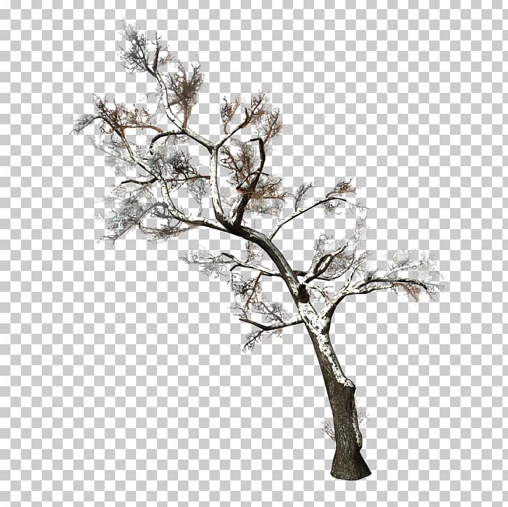 Twig Tree Branch Woody Plant PNG, Clipart, Arecaceae, Black And White, Branch, Conifers, Evergreen Free PNG Download
