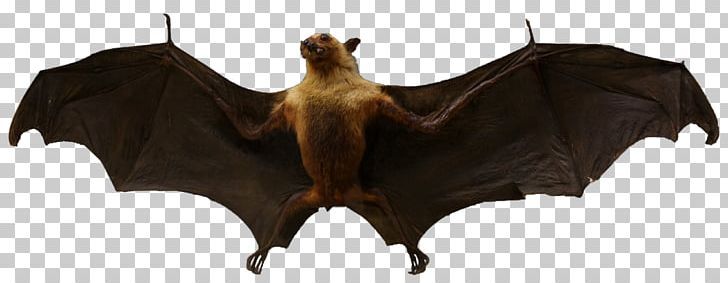 Vampire Bat Animal Mammal European Bat Night PNG, Clipart, Animal, Animal Figure, Animals, Bat, Cattle Like Mammal Free PNG Download