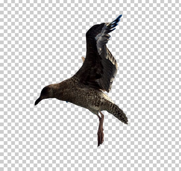 Water Bird Goose Duck Cygnini PNG, Clipart, Anatidae, Animals, Beak, Bird, Buzzard Free PNG Download