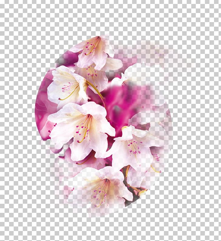 Air Wick Aroma Compound Perfume Moth Orchids Odor PNG, Clipart, Air Wick, Aroma Compound, Blossom, Cherry Blossom, Cut Flowers Free PNG Download