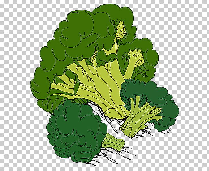 Cauliflower Broccoli Organic Food Cabbage Illustration PNG, Clipart, Cabbage, Cauliflower, Environmental, Environmental Protection, Food Free PNG Download
