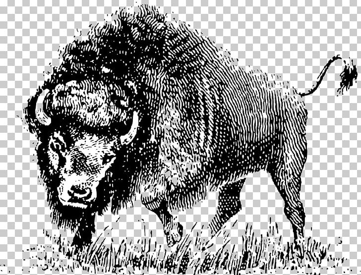 Water Buffalo American Bison PNG, Clipart, African Buffalo, American Bison, Animal, Bison, Black And White Free PNG Download