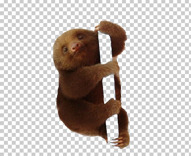 Baby Sloths Animal PNG, Clipart, Animal, Animals, Baby Sloths, Child, Color Free PNG Download
