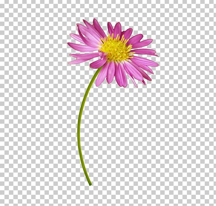 Portable Network Graphics Wildflower Adobe Photoshop PNG, Clipart, Aster, Chrysanths, Cut Flowers, Dahlia, Daisy Free PNG Download