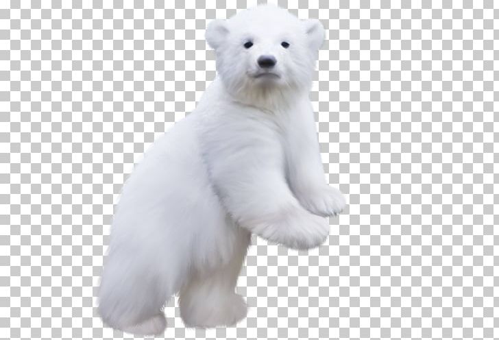 Polar Bear PNG, Clipart, Animal, Animals, Baby Bear, Bear, Bears Free PNG Download