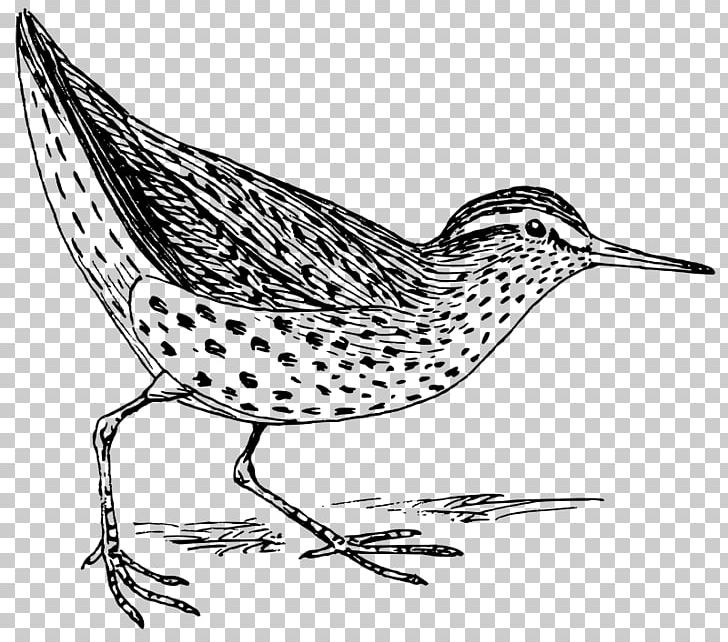 Sandpiper Bird Drawing Art PNG, Clipart, Animals, Art, Artwork, Bird, Charadriiformes Free PNG Download