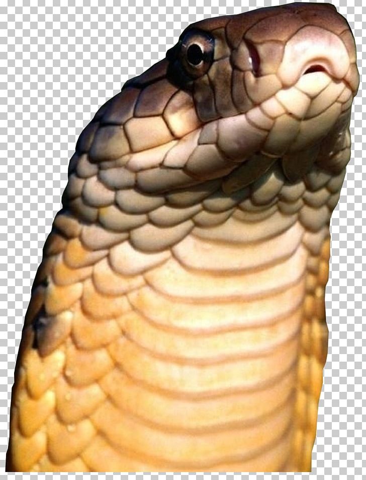 Venomous Snake Reptile King Cobra PNG, Clipart, Animal, Animals, Black Rat Snake, Cobra, Desktop Wallpaper Free PNG Download