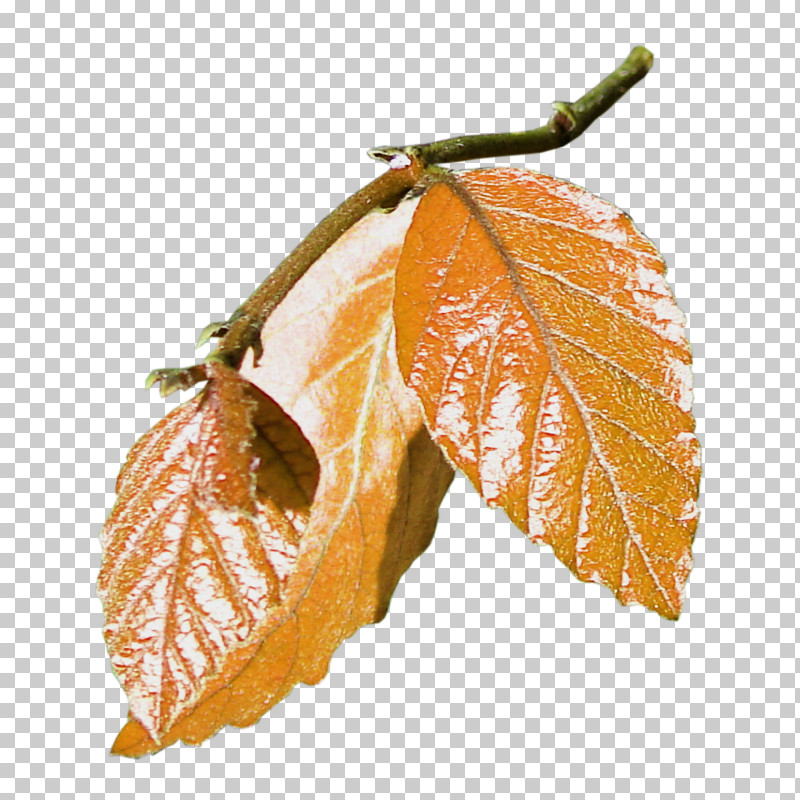Leaf Tree Plant Woody Plant Beech PNG, Clipart, Beech, Deciduous, Flower, Leaf, Plant Free PNG Download
