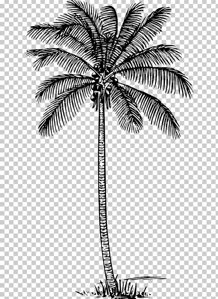 Arecaceae Coconut Wall Decal Tree PNG, Clipart, Arecaceae, Arecales, Asian Palmyra Palm, Black And White, Borassus Free PNG Download