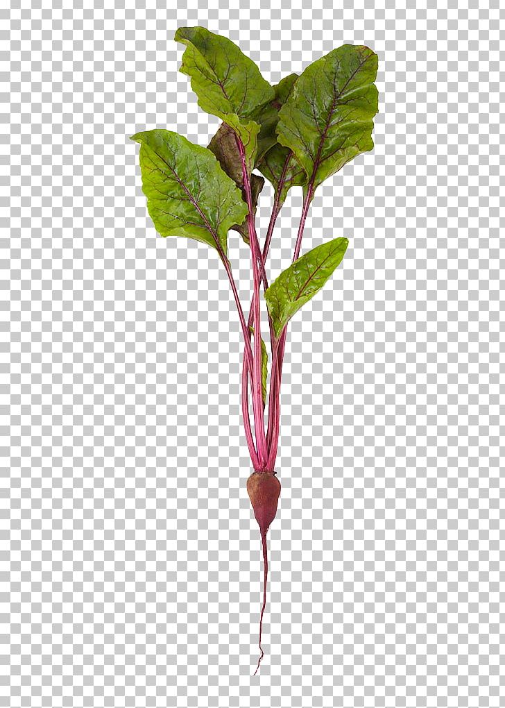 Beetroot Common Beet Vegetable Stock Photography Organic Food PNG, Clipart, Beet, Beetroot, Beta, Branch, Common Free PNG Download