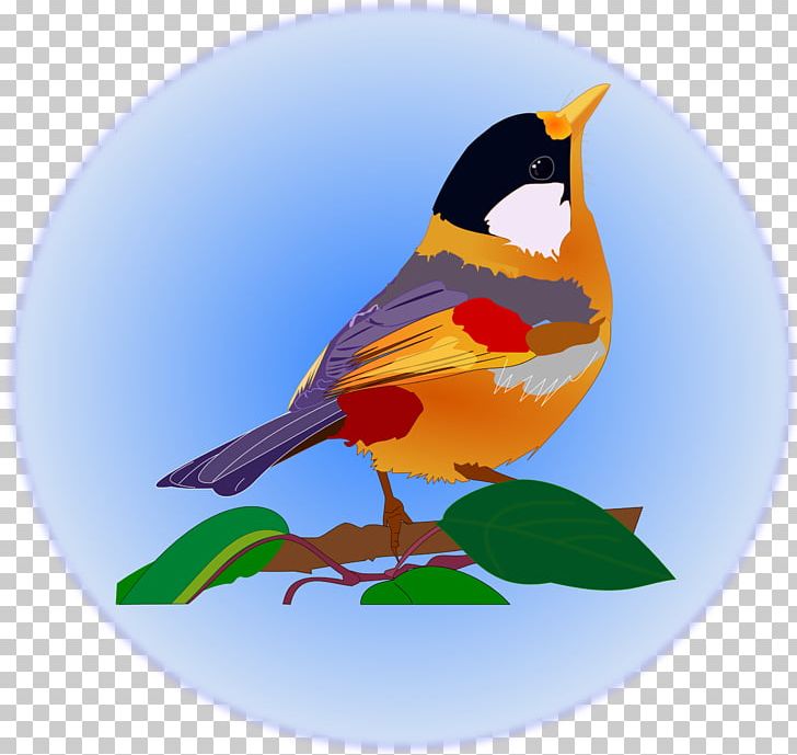 Bird Animal PNG, Clipart, Animal, Animals, Beak, Bird, Computer Icons Free PNG Download