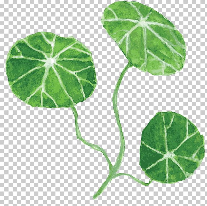 Leaf Nelumbo Nucifera Drawing PNG, Clipart, Annual Plant, Askartelu, Cartoon, Drawing, Herb Free PNG Download