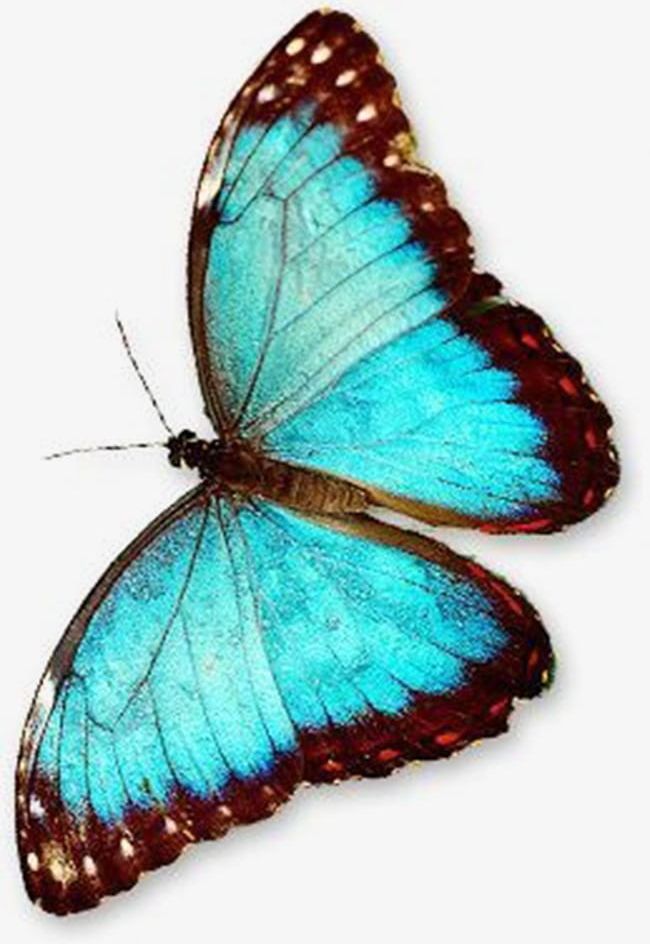Butterfly PNG, Clipart, Animal, Animals, Aqua, Blue, Blue Wings Free PNG Download