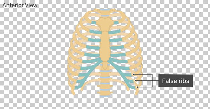 Clavicle Fracture Human Skeleton Axial Skeleton Sternum PNG, Clipart, Anatomy, Appendicular Skeleton, Axial Skeleton, Bone, Clavicle Free PNG Download