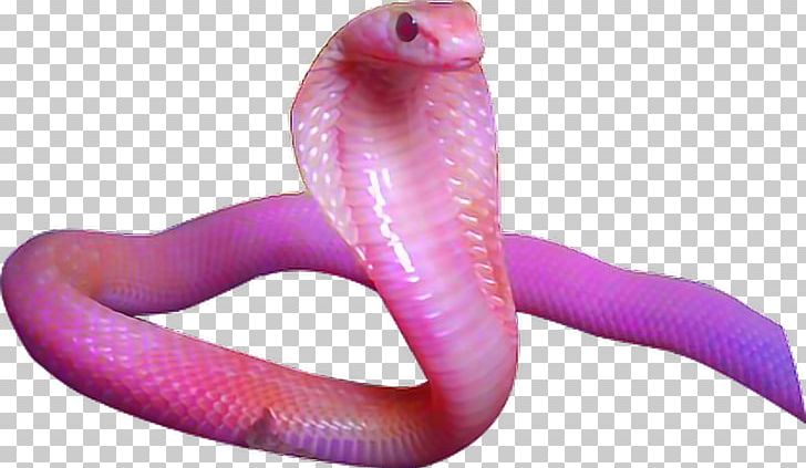 Corn Snake Reptile Sinaloan Milk Snake Aesthetics PNG, Clipart, Aesthetics, Animals, Art, Brown Tree Snake, Collage Free PNG Download