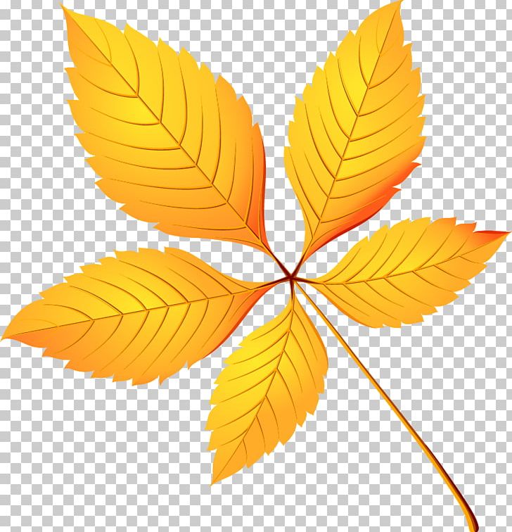 European Horse-chestnut Leaf Tree Crown Birch PNG, Clipart, Autumn, Autumn Elements, Buckeyes, Christmas Decoration, Crown Free PNG Download