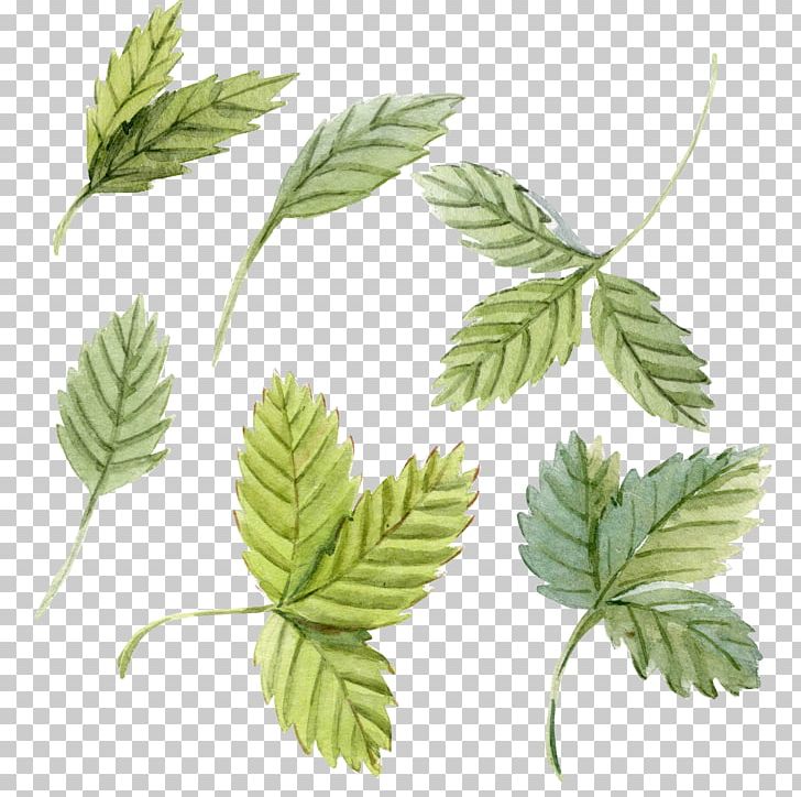 Peppermint Leaf Watercolor Painting PNG, Clipart, Branch, Download, Encapsulated Postscript, Fall Leaves, Food Free PNG Download