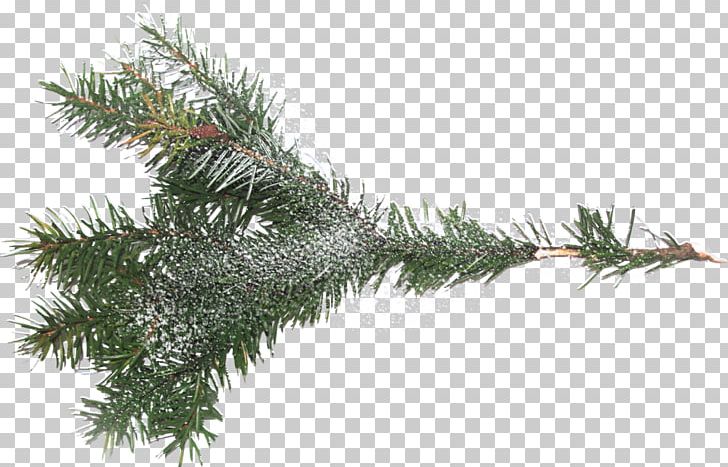 Tree Branch Spruce PNG, Clipart, Branch, Christmas Ornament, Christmas Tree, Conifer, Conifers Free PNG Download