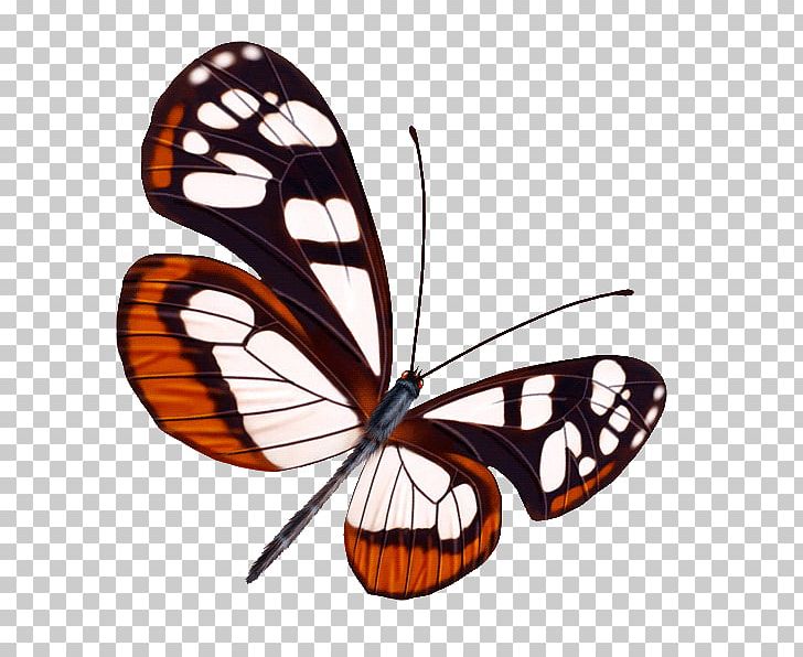 Butterfly Greta Oto PNG, Clipart, Animal, Arthropod, Brush Footed Butterfly, Butterflies, Butterfly Group Free PNG Download