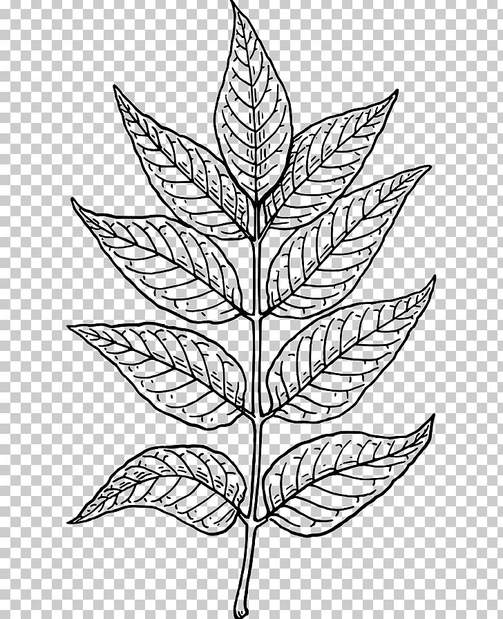 Leaf Line Art PNG, Clipart, Ash, Autumn Leaf Color, Black And White, Branch, Download Free PNG Download