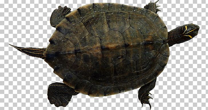 Sea Turtle Reptile Common Snapping Turtle Red-eared Slider PNG, Clipart, Animal, Animals, Box Turtle, Box Turtles, Chelydridae Free PNG Download