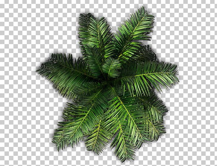 Tree Plant Saribus Rotundifolius Areca Palm PNG, Clipart, Arecaceae, Areca Palm, Conifer, Conifers, Evergreen Free PNG Download