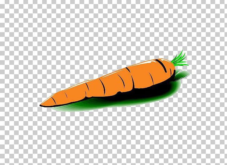 Carrot Vegetable Radish PNG, Clipart, Bunch Of Carrots, Carrot, Carrot Cartoon, Carrot Juice, Carrots Free PNG Download