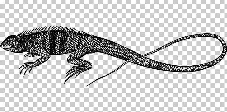 Common Iguanas Dragon Lizards Amphibian PNG, Clipart, Agama, Agamidae, Amphibian, Animal, Animal Figure Free PNG Download
