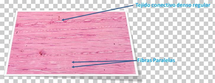 Connective Tissue Histology Cell Ground Substance Dermis PNG, Clipart, Angle, Area, Cell, Collagen, Connective Tissue Free PNG Download