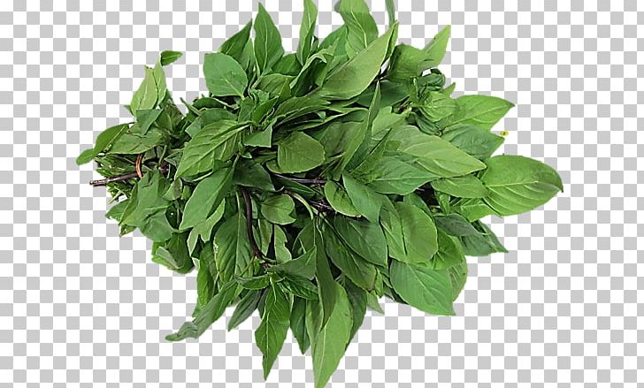 Thai Basil Lemon Basil Leaf Vegetable Herb PNG, Clipart, Basil, Betacarotene, Carotene, Coriander, Food Drinks Free PNG Download