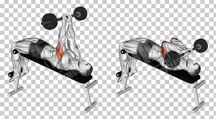 Triceps Brachii Muscle Lying Triceps Extensions Biceps Curl Bench PNG,  Clipart, Angle, Arm, Barbell, Barbell Skull