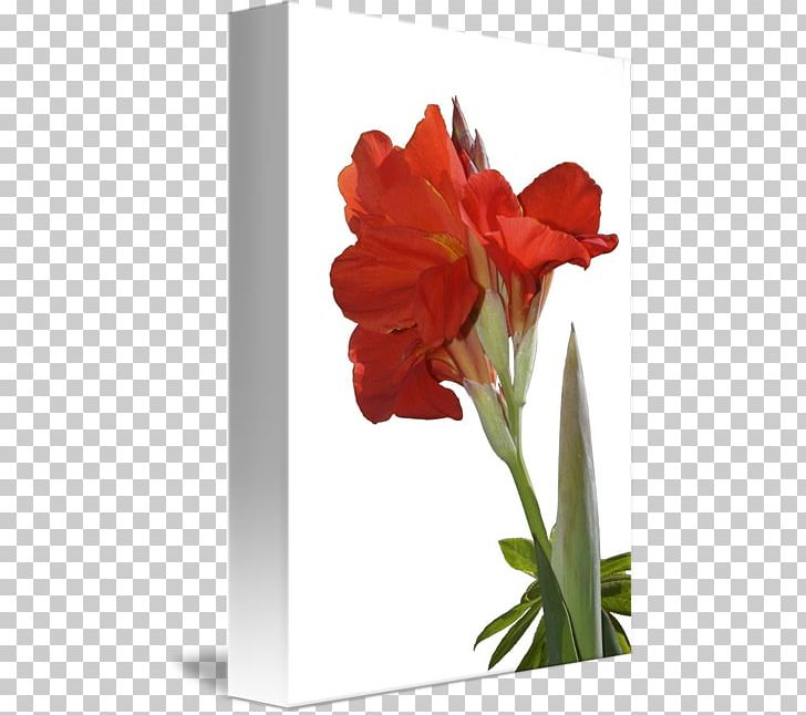 Amaryllis Jersey Lily Cut Flowers Canna Belladonna PNG, Clipart, Amaryllis, Amaryllis Belladonna, Amaryllis Family, Belladonna, Blooming Lilies Free PNG Download
