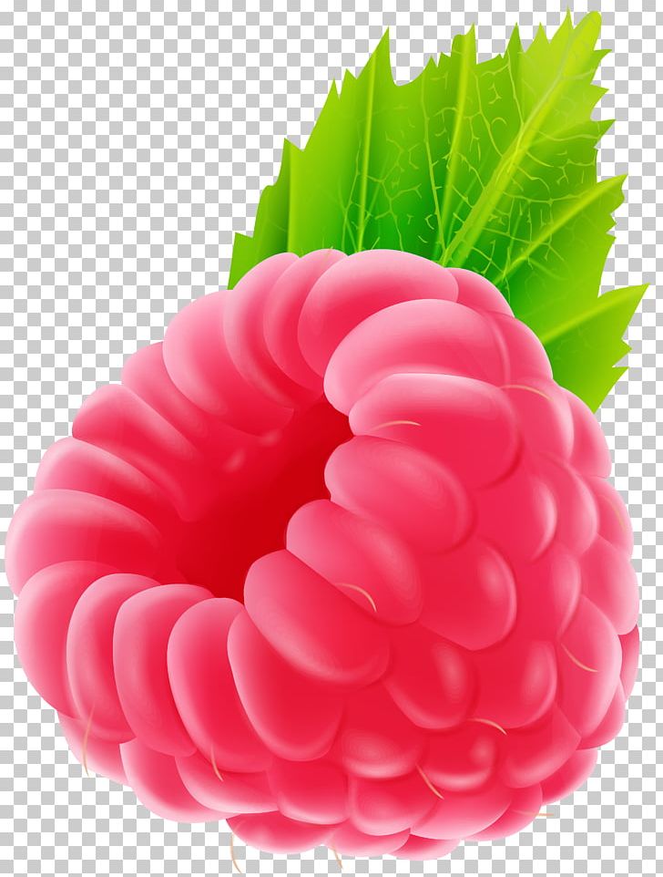 Raspberry Fruit PNG, Clipart, Art Museum, Berry, Cartoon, Cherry, Dog Free PNG Download