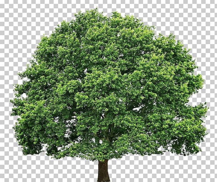 Tree Oak Pruning PNG, Clipart, Arecaceae, Branch, Christmas Tree, Clip Art, Evergreen Free PNG Download