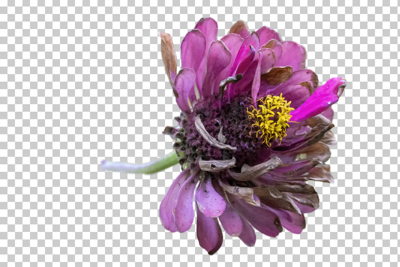 Lavender PNG, Clipart, Aster, Biology, Chrysanthemum, Cut Flowers, Flower Free PNG Download