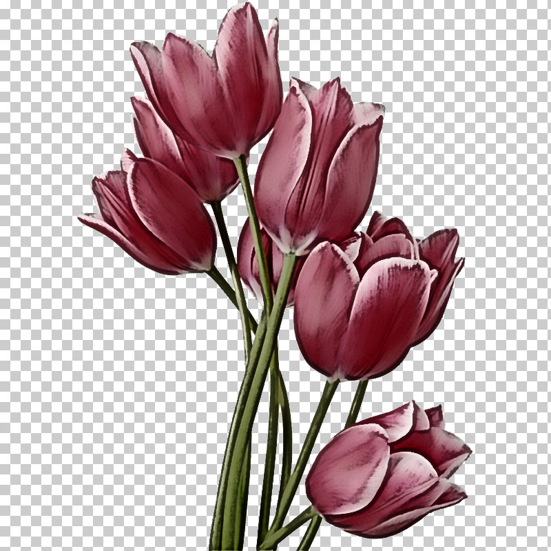 Flower Petal Tulip Plant Tulipa Humilis PNG, Clipart, Crocus, Cut Flowers, Flower, Lily Family, Petal Free PNG Download