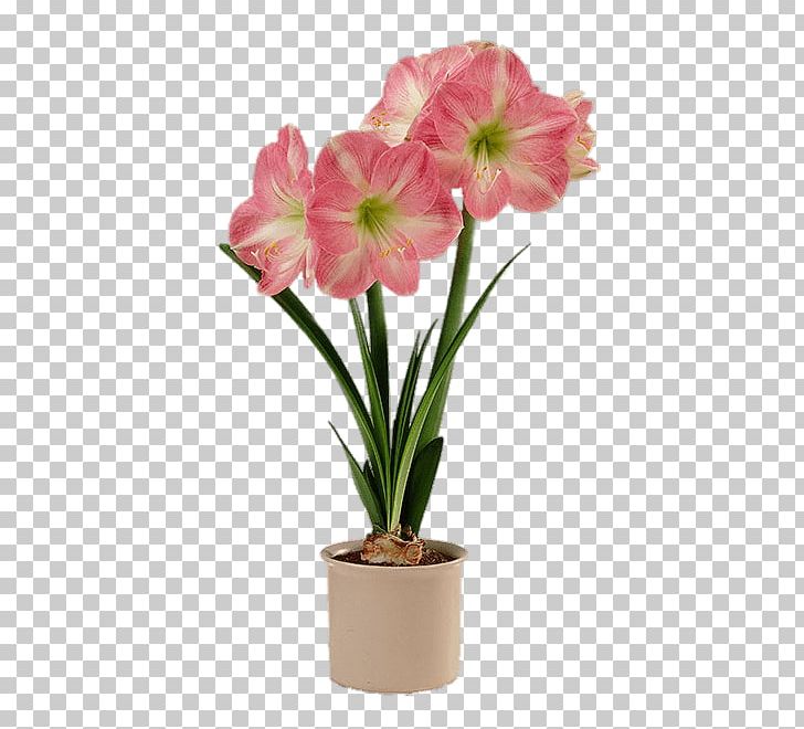 Amaryllis Flowerpot Houseplant Bulb PNG, Clipart, Amaryllis, Amaryllis Belladonna, Amaryllis Family, Bulb, Ceramic Free PNG Download