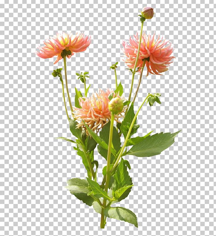 Dahlia Cut Flowers Chrysanthemum PNG, Clipart, Annual Plant, Aster, Chrysanthemum, Chrysanths, Coquelicot Free PNG Download