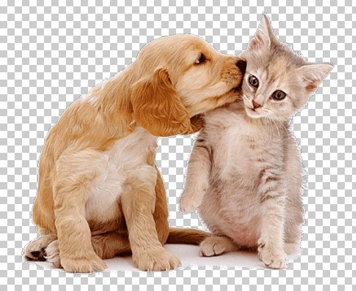 Dog–cat Relationship Dog–cat Relationship Pet Sitting PNG, Clipart, Animal, Animal Rescue Group, Animals, Budgerigar, Carnivoran Free PNG Download